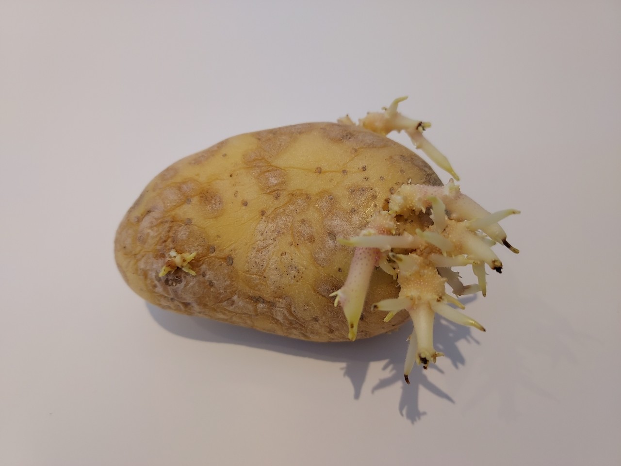 Image d'une pomme de terre ancienne, déssechée, et en forte germination 